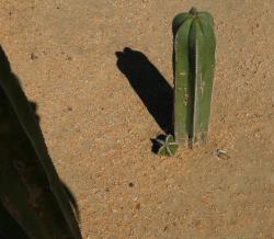 Mexican fencepost cactus